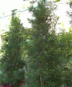 Brighter Blooms Fern Pine Tree Evergreen & Privacy 5 Brighter Blooms Fern Pine Tree Evergreen & Privacy