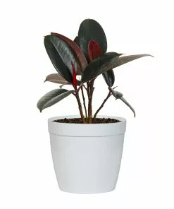 Brighter Blooms House & Patio Rubber Tree Plant 18 Brighter Blooms House & Patio Rubber Tree Plant