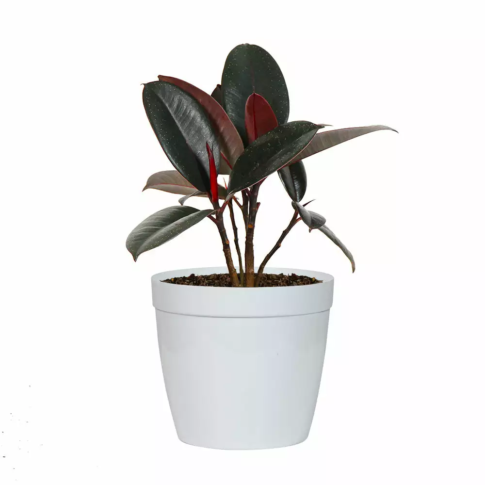 Brighter Blooms House & Patio Rubber Tree Plant 9 Brighter Blooms House & Patio Rubber Tree Plant