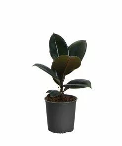 Brighter Blooms House & Patio Rubber Tree Plant 19 Brighter Blooms House & Patio Rubber Tree Plant