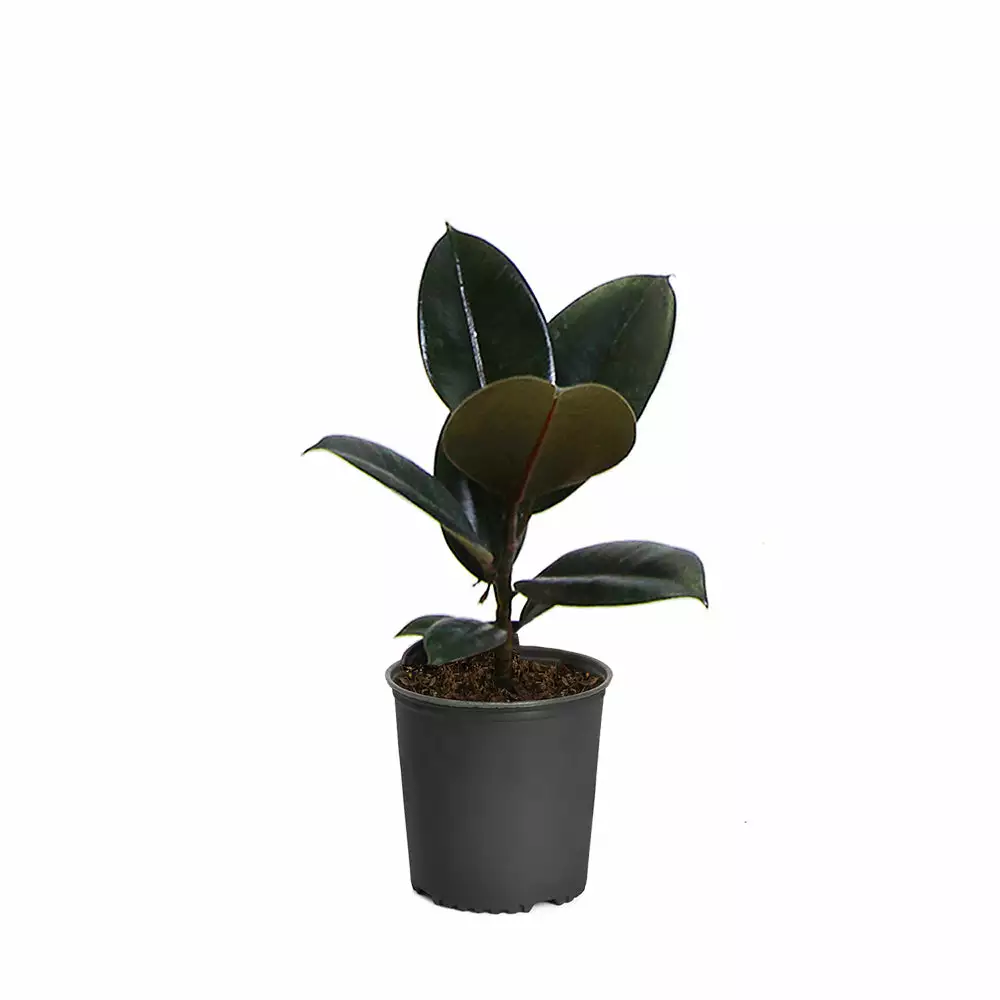 Brighter Blooms House & Patio Rubber Tree Plant 10 Brighter Blooms House & Patio Rubber Tree Plant