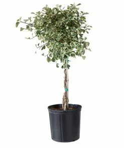 Brighter Blooms Variegated Ficus Triangularis Tree SHOP ALL 7 Brighter Blooms Variegated Ficus Triangularis Tree SHOP ALL