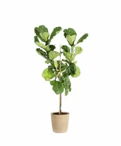 Brighter Blooms SHOP ALL Fiddle-Leaf Fig Tree