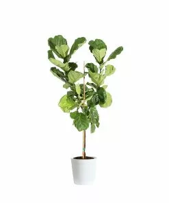 Brighter Blooms SHOP ALL Fiddle-Leaf Fig Tree
