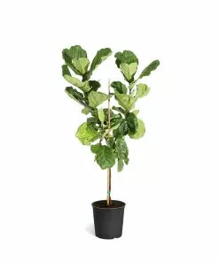 Brighter Blooms SHOP ALL Fiddle-Leaf Fig Tree