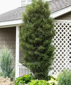 Brighter Blooms Fine Line® Buckthorn Standard Tree