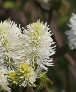 Brighter Blooms Shrubs & Hedges Mount Airy Fothergilla 7 Brighter Blooms Shrubs & Hedges Mount Airy Fothergilla
