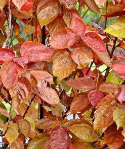 Brighter Blooms Shrubs & Hedges Mount Airy Fothergilla 9 Brighter Blooms Shrubs & Hedges Mount Airy Fothergilla