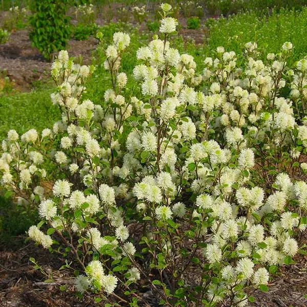 Brighter Blooms Shrubs & Hedges Mount Airy Fothergilla 1 Brighter Blooms Shrubs & Hedges Mount Airy Fothergilla