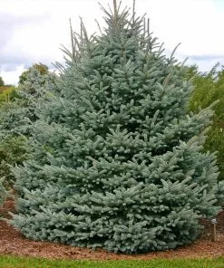 Brighter Blooms Fat Albert Colorado Blue Spruce Evergreen & Privacy