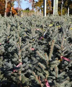 Brighter Blooms Fat Albert Colorado Blue Spruce Evergreen & Privacy 7 Brighter Blooms Fat Albert Colorado Blue Spruce Evergreen & Privacy