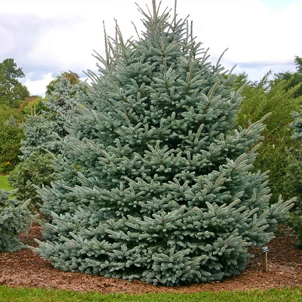 Brighter Blooms Fat Albert Colorado Blue Spruce Evergreen & Privacy 1 Brighter Blooms Fat Albert Colorado Blue Spruce Evergreen & Privacy
