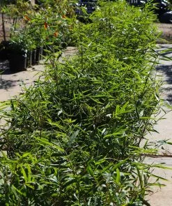 Brighter Blooms Fernleaf Bamboo Arborvitae Trees 7 Brighter Blooms Fernleaf Bamboo Arborvitae Trees