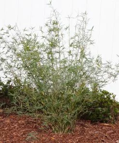 Brighter Blooms Fernleaf Bamboo Arborvitae Trees 6 Brighter Blooms Fernleaf Bamboo Arborvitae Trees