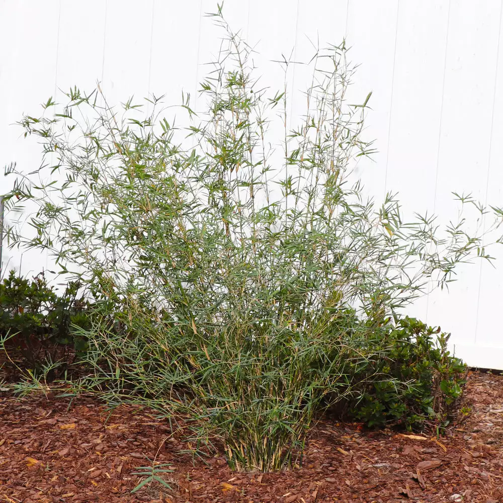 Brighter Blooms Fernleaf Bamboo Arborvitae Trees 3 Brighter Blooms Fernleaf Bamboo Arborvitae Trees