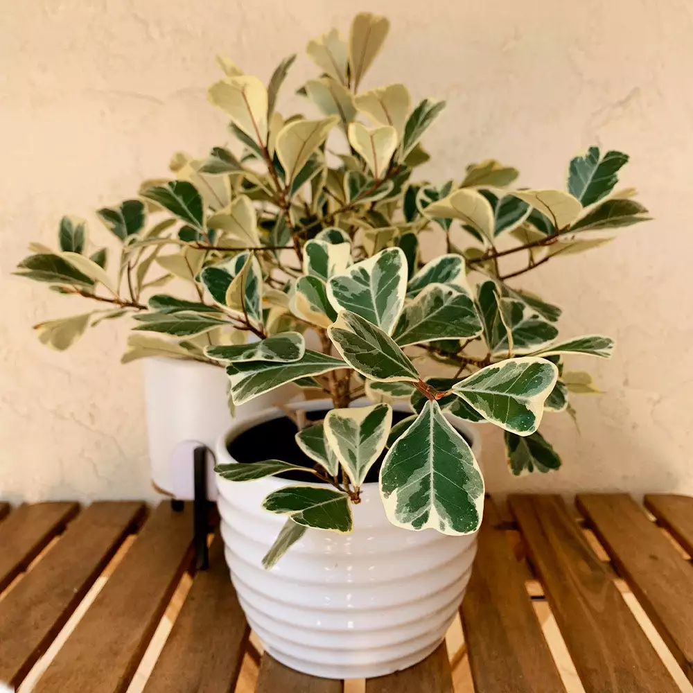 Brighter Blooms SHOP ALL Ficus Triangularis 2 Brighter Blooms SHOP ALL Ficus Triangularis