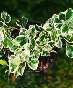 Brighter Blooms Variegated Ficus Triangularis Tree SHOP ALL 6 Brighter Blooms Variegated Ficus Triangularis Tree SHOP ALL