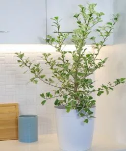 Brighter Blooms SHOP ALL Ficus Triangularis 6 Brighter Blooms SHOP ALL Ficus Triangularis