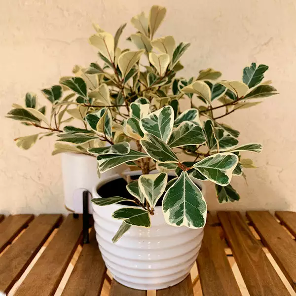 Brighter Blooms SHOP ALL Ficus Triangularis 1 Brighter Blooms SHOP ALL Ficus Triangularis