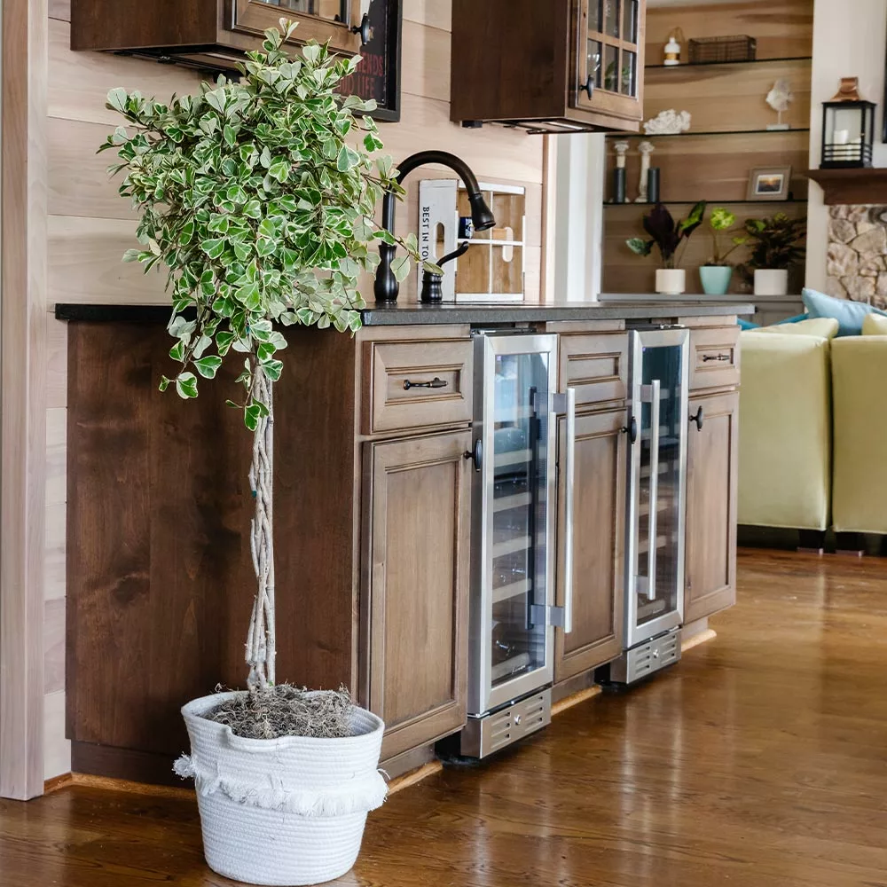 Brighter Blooms Variegated Ficus Triangularis Tree SHOP ALL 2 Brighter Blooms Variegated Ficus Triangularis Tree SHOP ALL