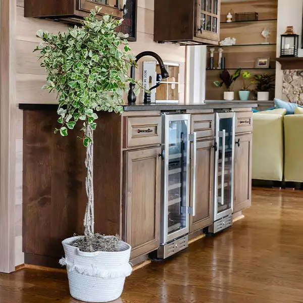 Brighter Blooms Variegated Ficus Triangularis Tree SHOP ALL 1 Brighter Blooms Variegated Ficus Triangularis Tree SHOP ALL