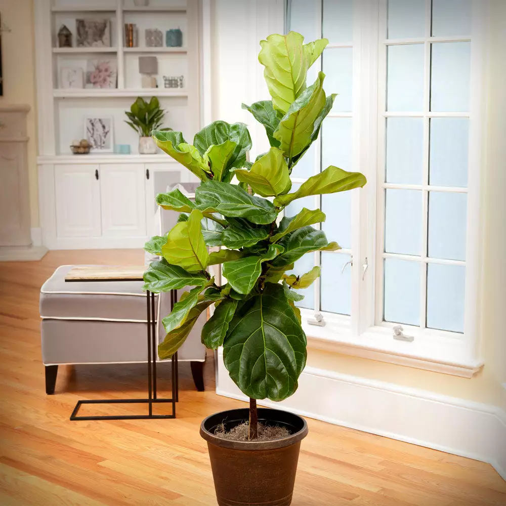 Brighter Blooms Monstera Deliciosa And Fiddle Leaf Fig Combo House & Patio 3 Brighter Blooms Monstera Deliciosa And Fiddle Leaf Fig Combo House & Patio