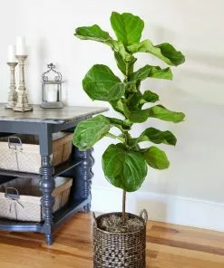 Brighter Blooms SHOP ALL Fiddle-Leaf Fig Tree