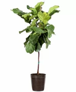 Brighter Blooms SHOP ALL Fiddle-Leaf Fig Tree