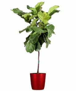 Brighter Blooms SHOP ALL Fiddle-Leaf Fig Tree