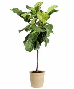 Brighter Blooms SHOP ALL Fiddle-Leaf Fig Tree
