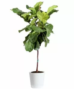 Brighter Blooms SHOP ALL Fiddle-Leaf Fig Tree