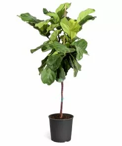 Brighter Blooms SHOP ALL Fiddle-Leaf Fig Tree