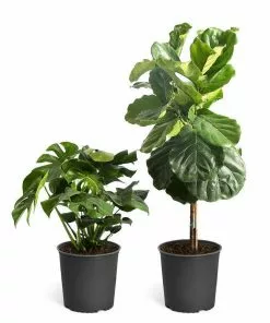 Brighter Blooms Monstera Deliciosa And Fiddle Leaf Fig Combo House & Patio