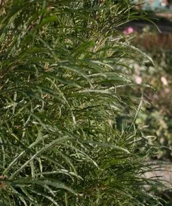 Brighter Blooms Fine Line® Buckthorn Shrub Shrubs & Hedges