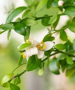 Brighter Blooms Citrus Trees Australian Finger Lime Tree 8 Brighter Blooms Citrus Trees Australian Finger Lime Tree
