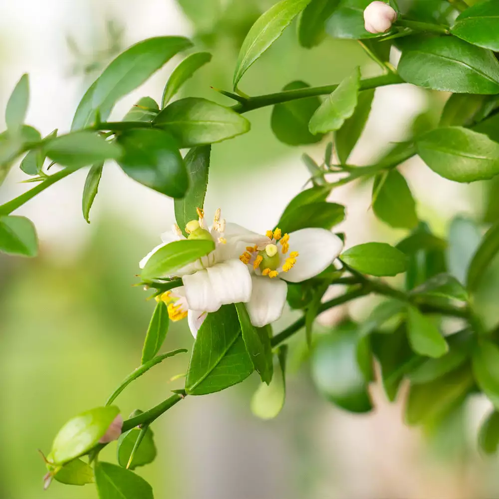 Brighter Blooms Citrus Trees Australian Finger Lime Tree 4 Brighter Blooms Citrus Trees Australian Finger Lime Tree