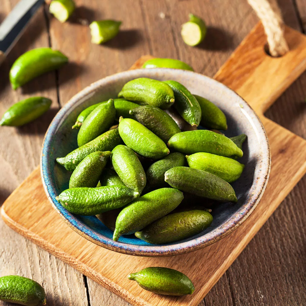 Brighter Blooms Citrus Trees Australian Finger Lime Tree 5 Brighter Blooms Citrus Trees Australian Finger Lime Tree