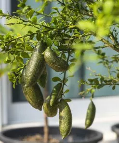Brighter Blooms Citrus Trees Australian Finger Lime Tree 7 Brighter Blooms Citrus Trees Australian Finger Lime Tree