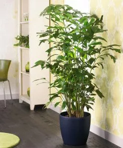 Brighter Blooms Fishtail Palm