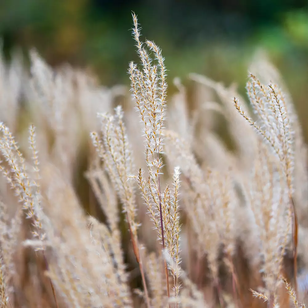 Brighter Blooms Flame Grass Ornamental Grasses 5 Brighter Blooms Flame Grass Ornamental Grasses