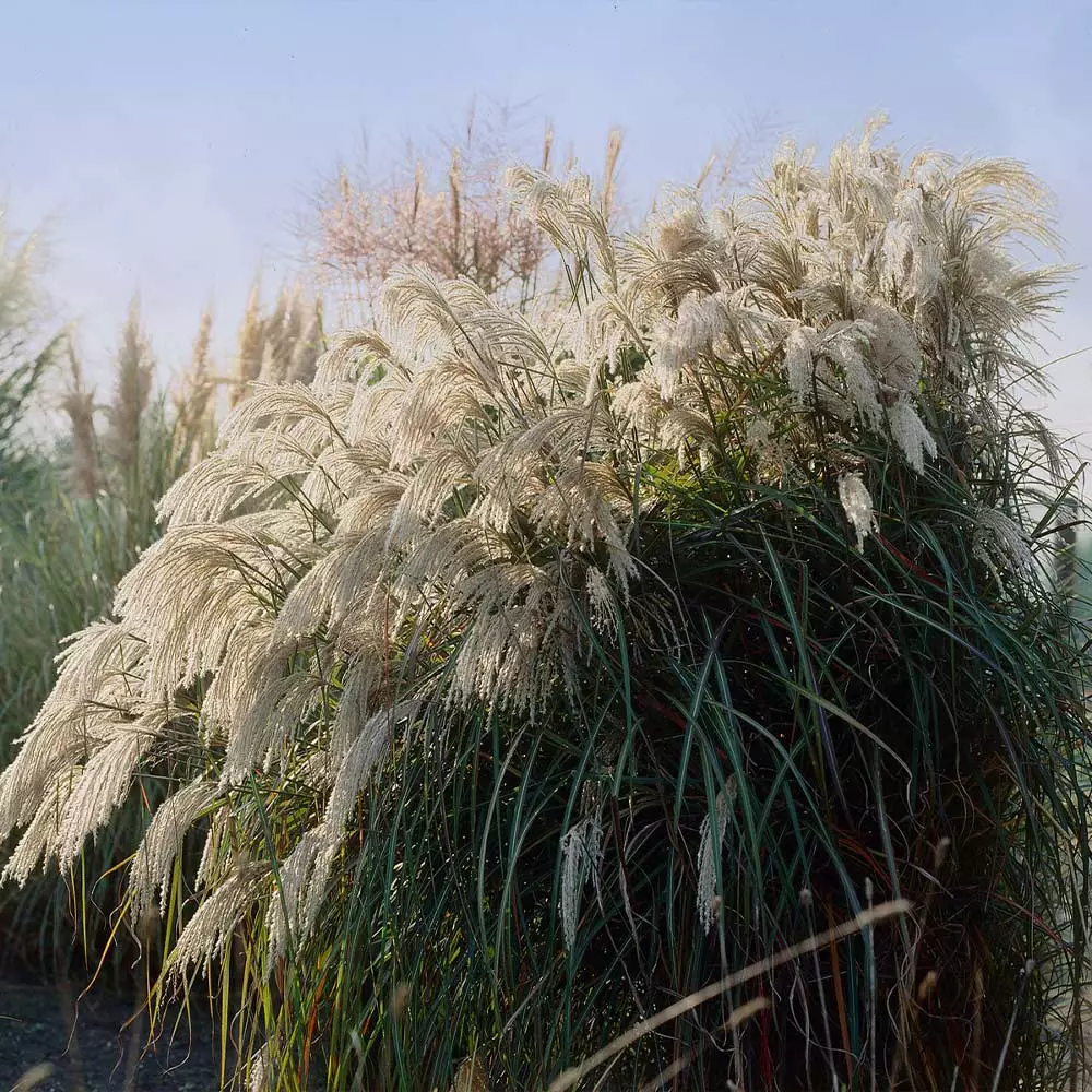 Brighter Blooms Flame Grass Ornamental Grasses 3 Brighter Blooms Flame Grass Ornamental Grasses