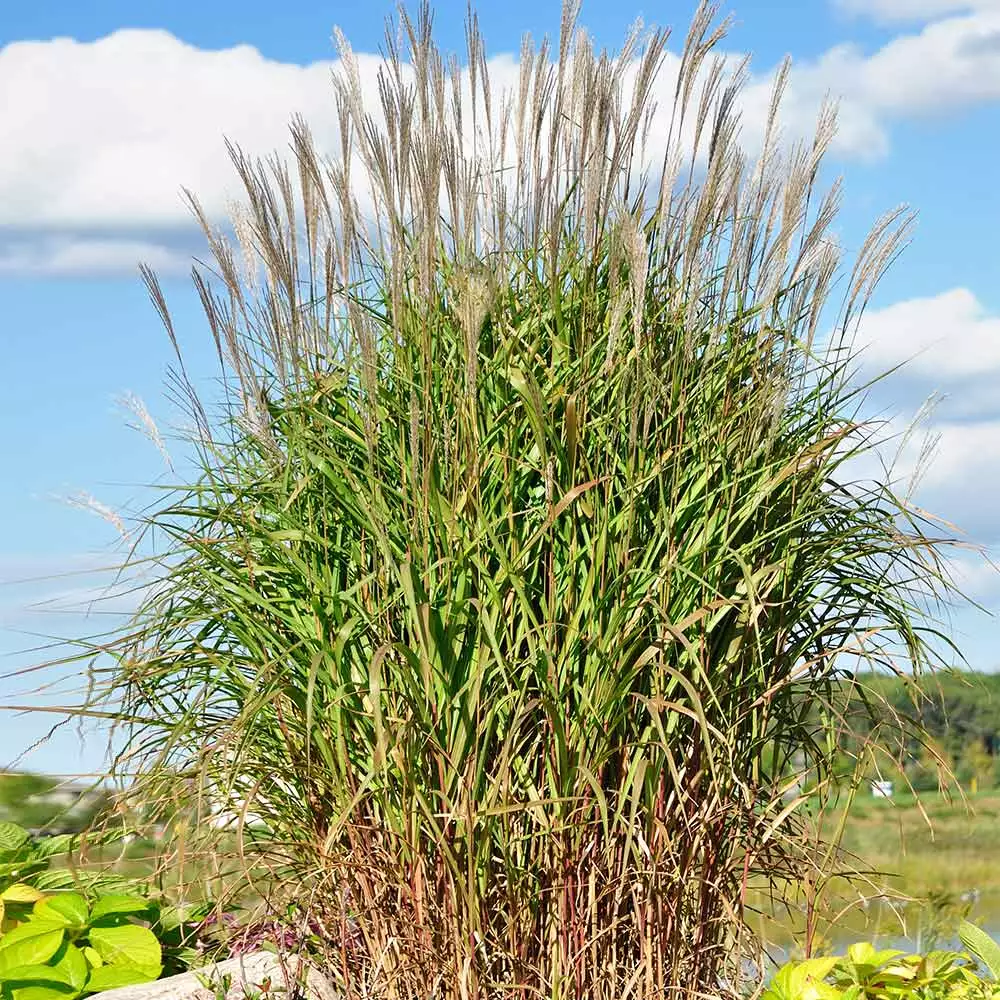 Brighter Blooms Flame Grass Ornamental Grasses 4 Brighter Blooms Flame Grass Ornamental Grasses