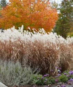 Brighter Blooms Flame Grass Ornamental Grasses
