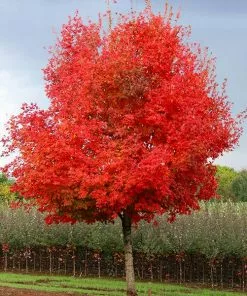 Brighter Blooms Flashfire® Maple Tree