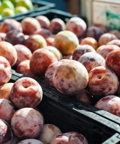 Brighter Blooms Fruit Trees Flavor King® Pluot Tree 6 Brighter Blooms Fruit Trees Flavor King® Pluot Tree