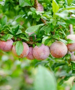 Brighter Blooms Fruit Trees Flavor King® Pluot Tree 7 Brighter Blooms Fruit Trees Flavor King® Pluot Tree