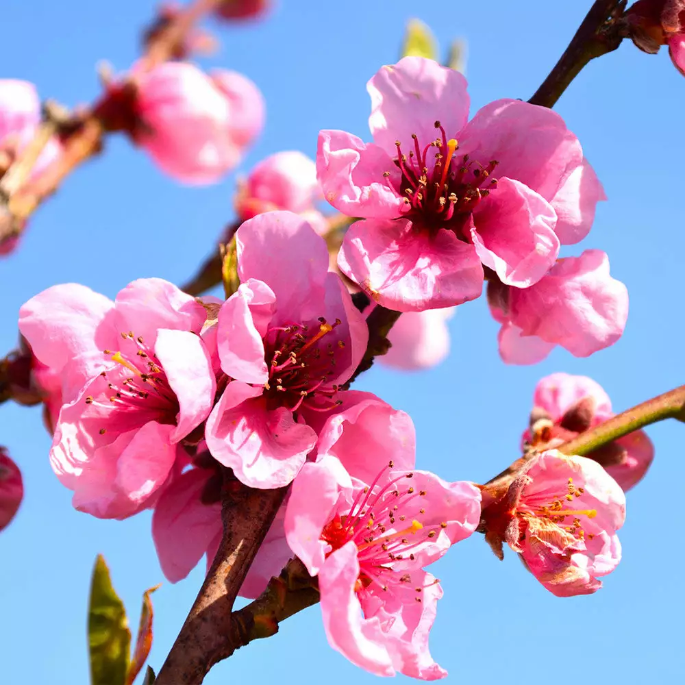 Brighter Blooms Flavortop Nectarine Tree Fruit Trees 4 Brighter Blooms Flavortop Nectarine Tree Fruit Trees