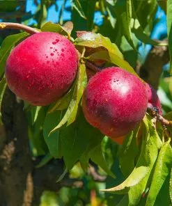 Brighter Blooms Flavortop Nectarine Tree Fruit Trees