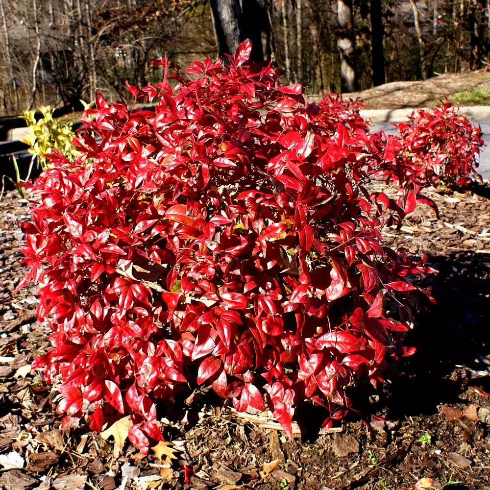Brighter Blooms Shrubs & Hedges Flirt™ Nandina Bush 3 Brighter Blooms Shrubs & Hedges Flirt™ Nandina Bush