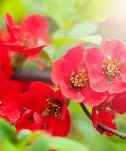Brighter Blooms Red Flowering Quince Tree 7 Brighter Blooms Red Flowering Quince Tree